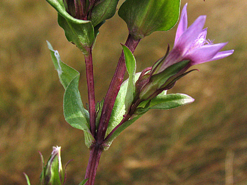 Gentianella engadinensis (W,) Holub /Genzianella d''Engadina